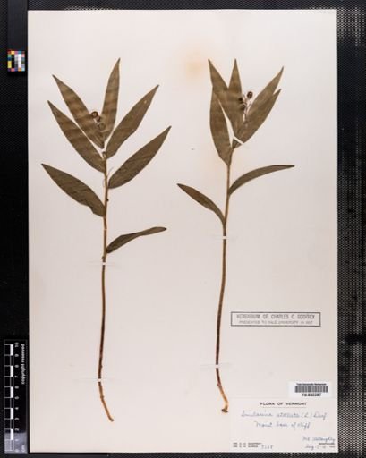 Maianthemum
