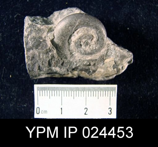 Maclurites sp.