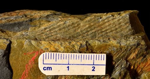 Colpodexylon deatsii