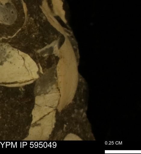 Protocardia sp.