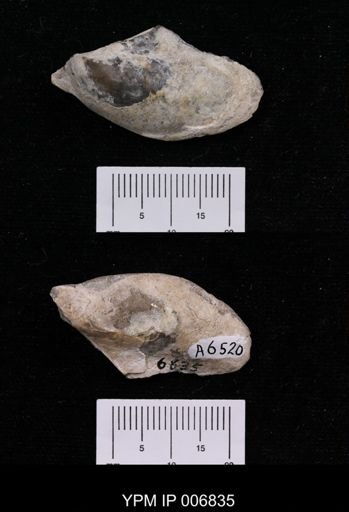 Pteria linguiformis