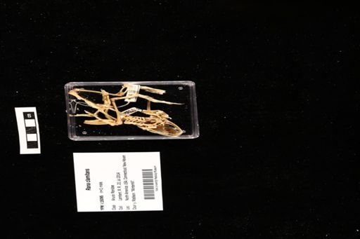 Rana clamitans