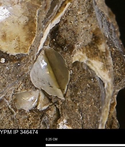 Corbulamella?