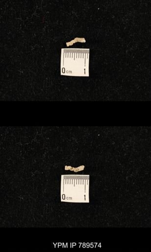 undet. Bryozoa