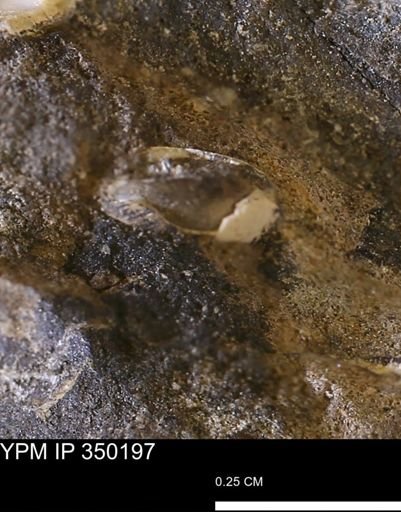 undet. Bivalvia