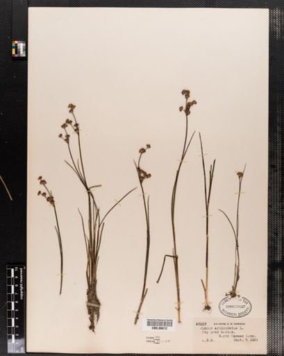 Juncus articulatus