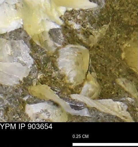 Corbulamella sp.