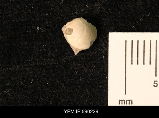 Cymbophora warrenana