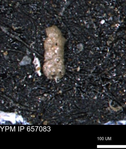 Ammobaculoides phaulus