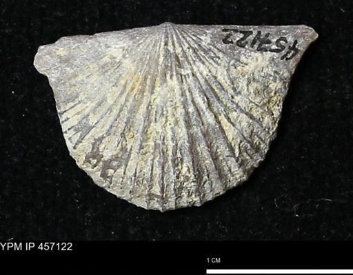 Stropheodonta sp.