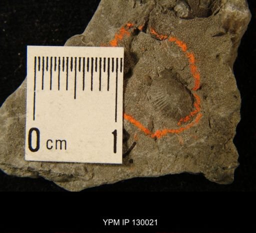 undet. Ostracoda