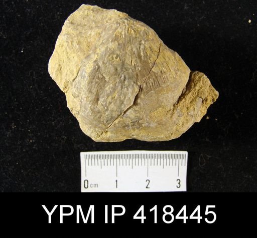 undet. Echinoconchidae