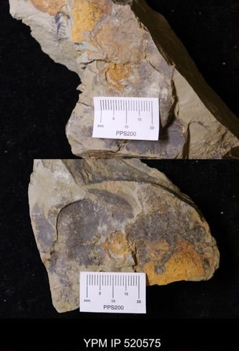 Chauvelicystis?