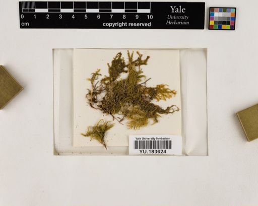 Plantae