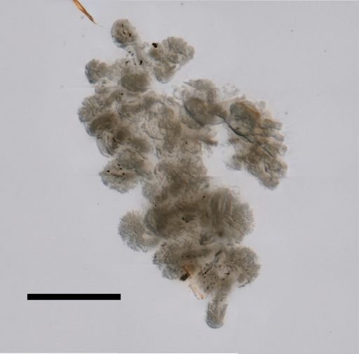 Desmophyes haematogaster