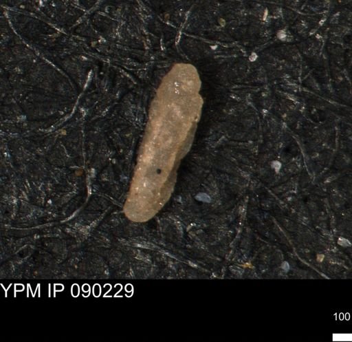 Miliammina manitobensis
