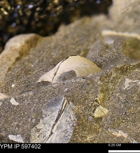 Limopsis striatopunctatus