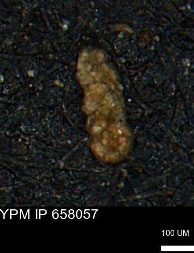 Ammobaculoides phaulus