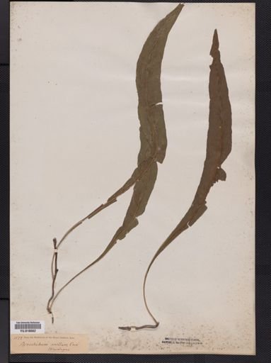 Leptochilus
