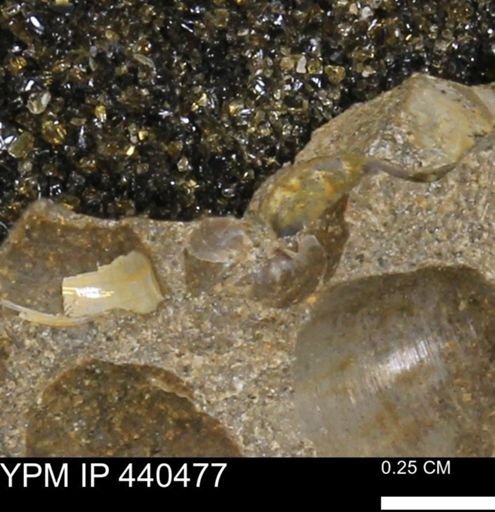 Protocardia subquadrata