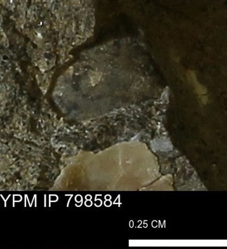 undet. Bivalvia