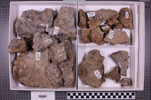 mixed taxa, stratigraphic collection