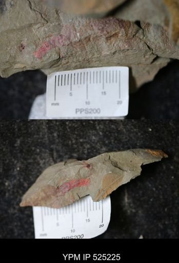undet. Arthropoda