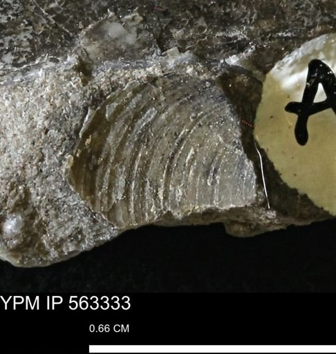 undet. Bivalvia