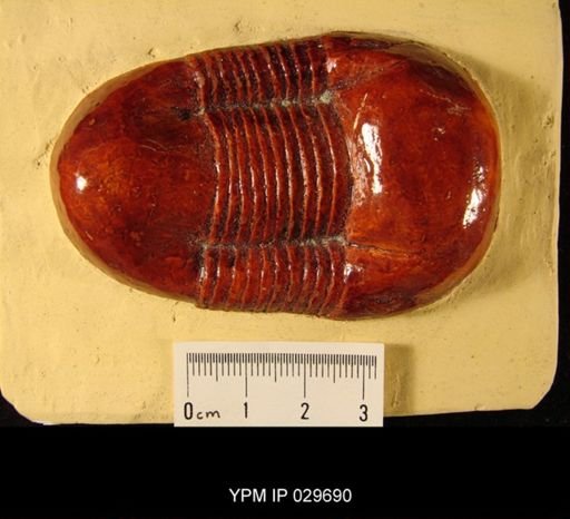 Illaenus davisii