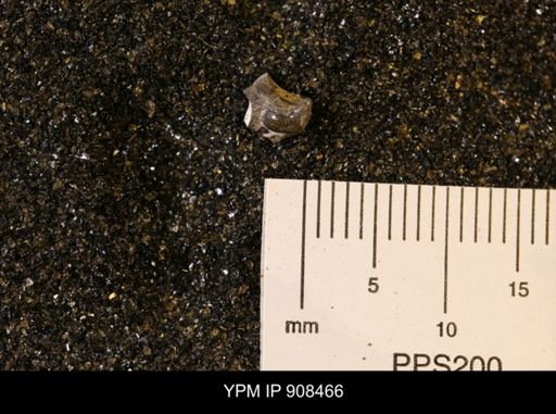 Gastropoda
