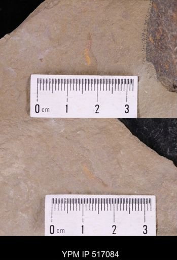 undet. Chasmataspidida
