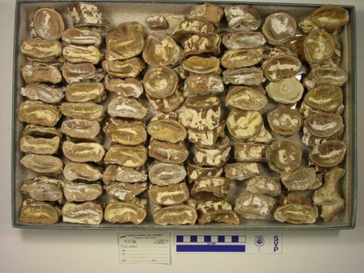 Xiphactinus?