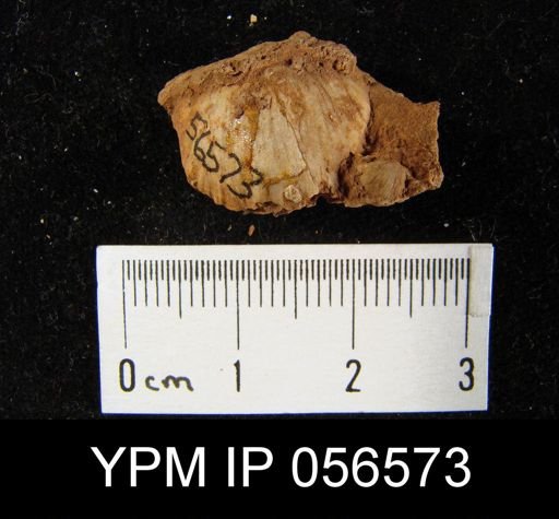 Stropheodonta varistriata