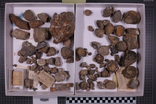 mixed taxa, stratigraphic collection