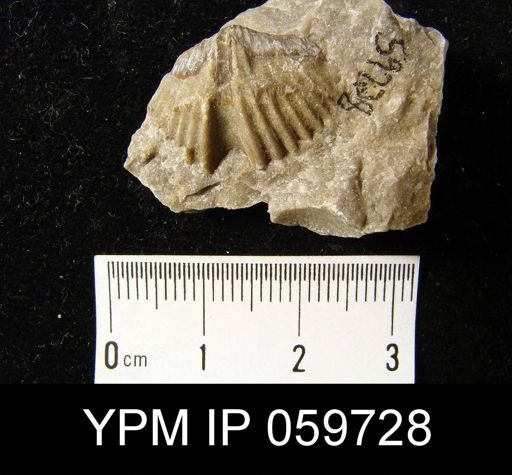 Spirifer worthenanus