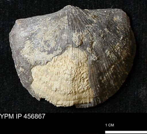 Stropheodonta sp.
