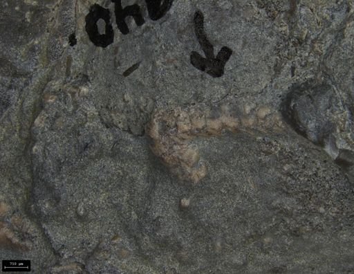 Aplocoma damesii