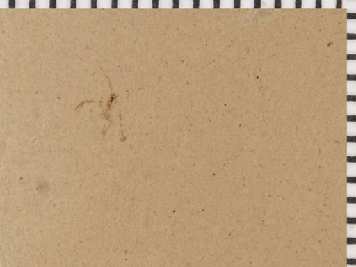 undet. Psocoptera