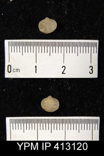 undet. Ambocoelioidea