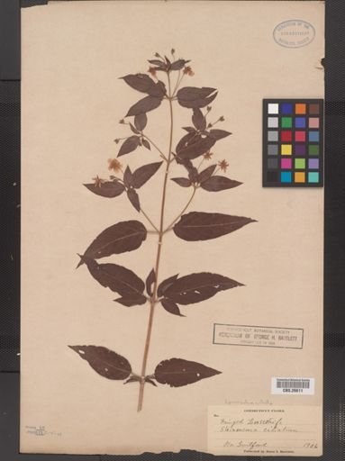 Plantae