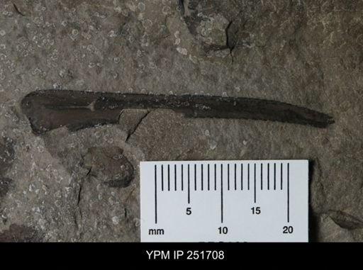 Eurypterus sp.