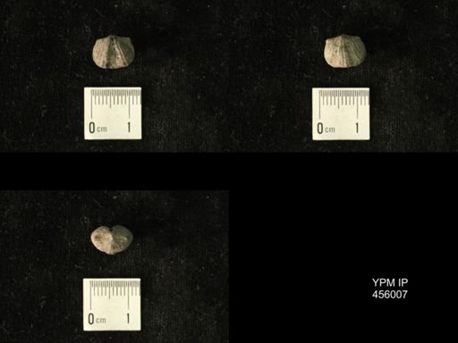 Platystrophia amoena