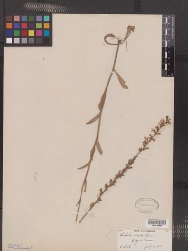 Lobelia spicata