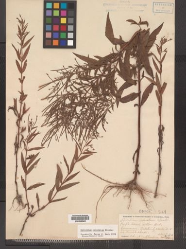 Epilobium coloratum