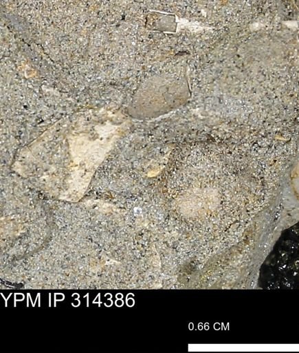 undet. Mollusca