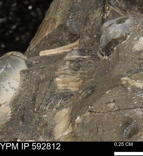 undet. Inoceramidae