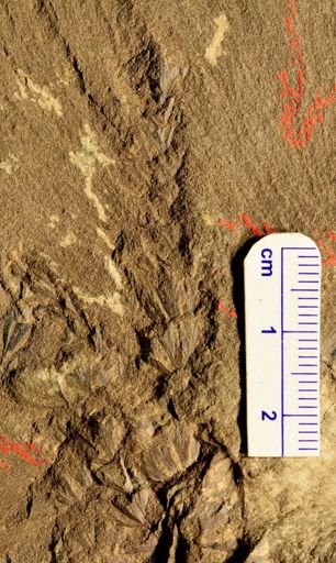 Sphenophyllum sp.