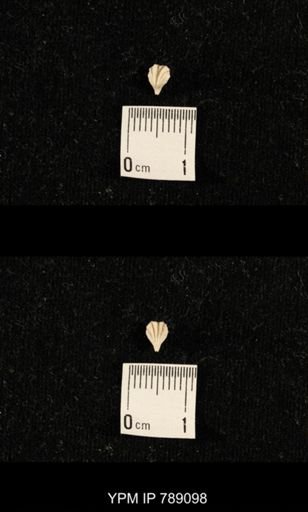 undet. Brachiopoda