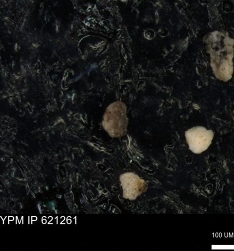 undet. Foraminiferida
