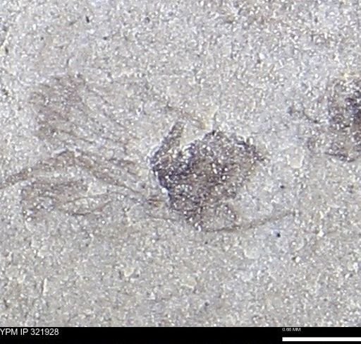 undet. Hemiptera